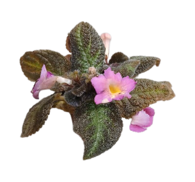 2" Episcia Pink Panther